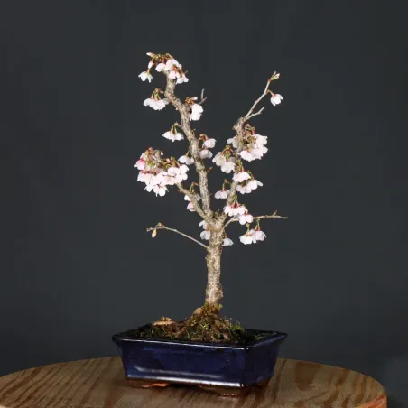 Japanese cherry tree "prunus kojo no mai" 3-10