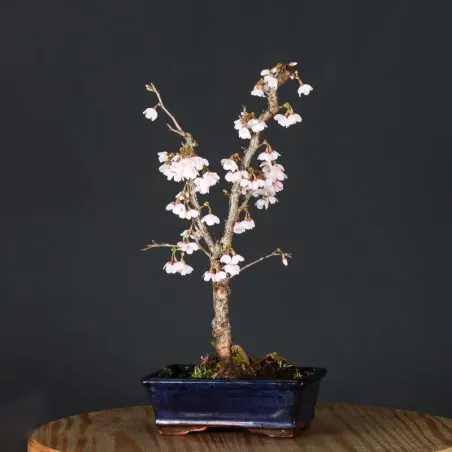 image supplémentaire - CERISIER DU JAPON "PRUNUS...