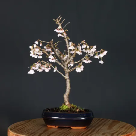 image supplémentaire - Japanese cherry tree...
