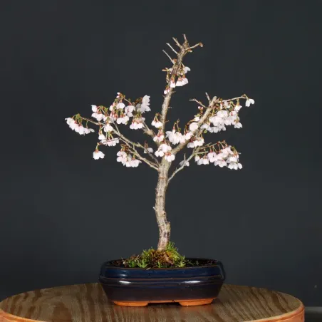 CERISIER DU JAPON "PRUNUS KOJO NO MAI" 3-11