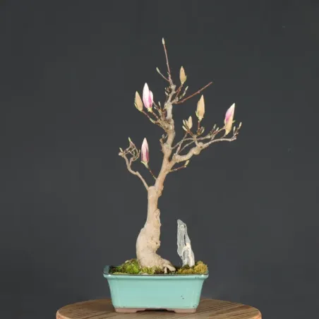 Bonsai Magnolia