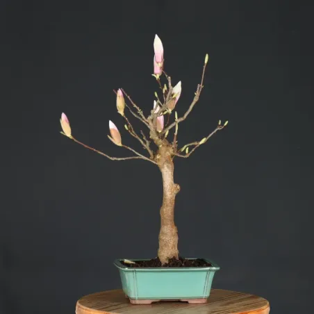 image supplémentaire - MAGNOLIA SOULANGEANA 2-3