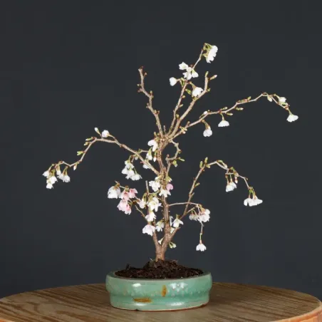 image supplémentaire - CERISIER DU JAPON "PRUNUS...