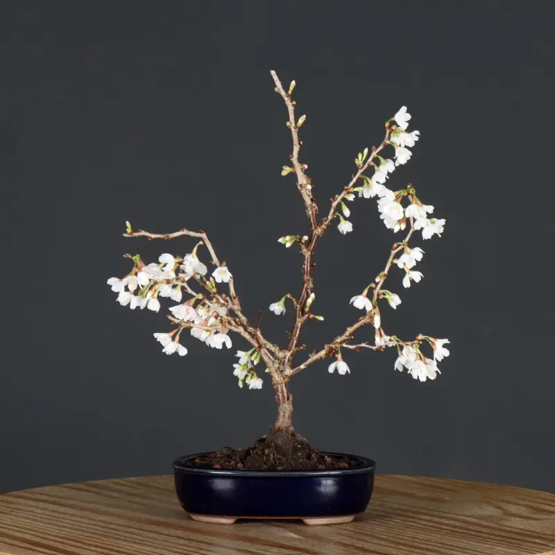CERISIER DU JAPON "PRUNUS KOJO NO MAI" 4-4