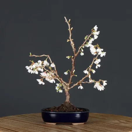 CERISIER DU JAPON "PRUNUS KOJO NO MAI" 4-4