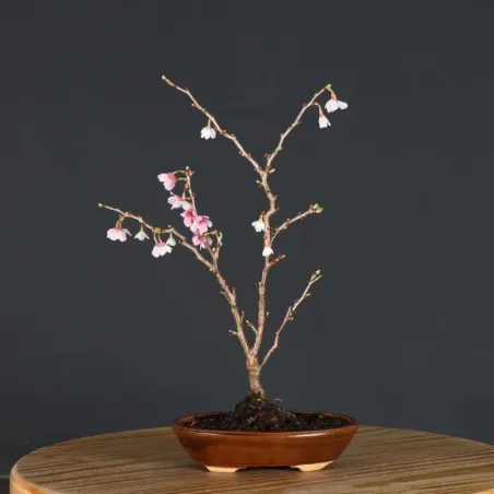 image supplémentaire - CERISIER DU JAPON "PRUNUS...