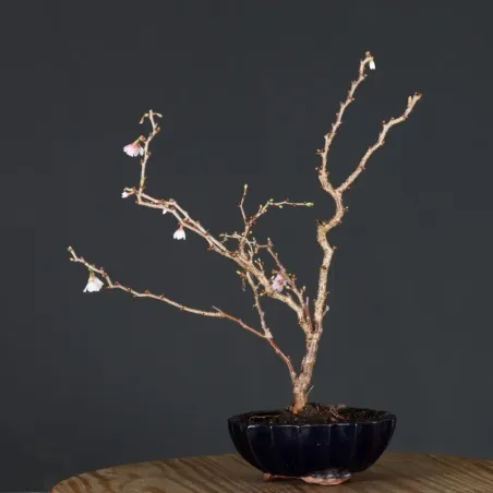 CERISIER DU JAPON "PRUNUS KOJO NO MAI" 4-12