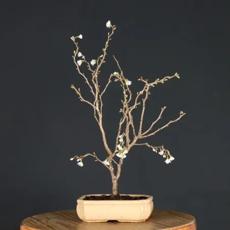 CERISIER DU JAPON "PRUNUS KOJO NO MAI" 4-15