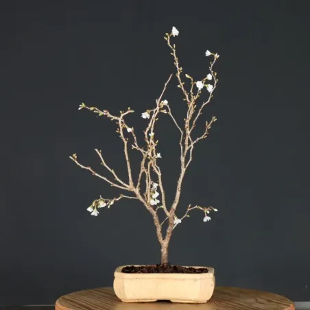 image supplémentaire - Japanese cherry tree...