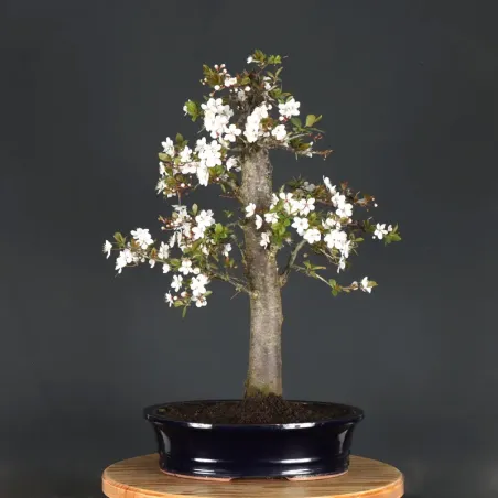 Bonsai apple tree "malus domestica" 1-13