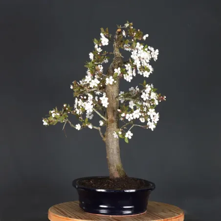 image supplémentaire - Pommier "malus domestica" 1-13