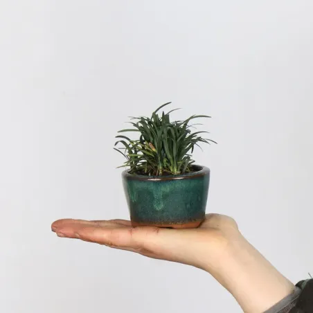 OPHIOPOGON N1