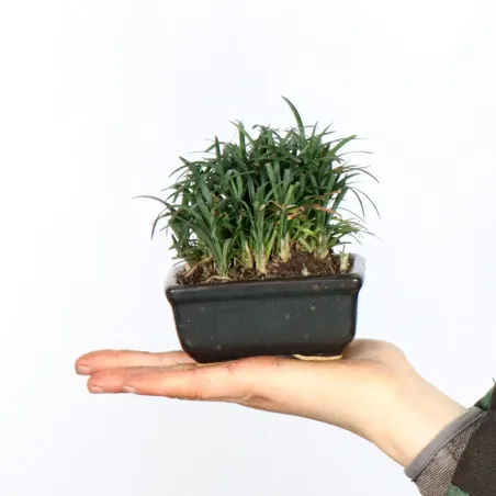 OPHIOPOGON N4