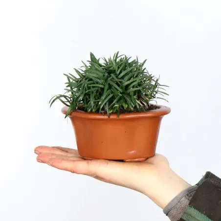 OPHIOPOGON N5