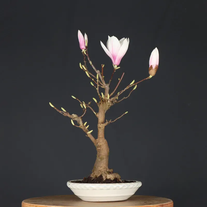image supplémentaire - MAGNOLIA SOULANGEANA 2-4
