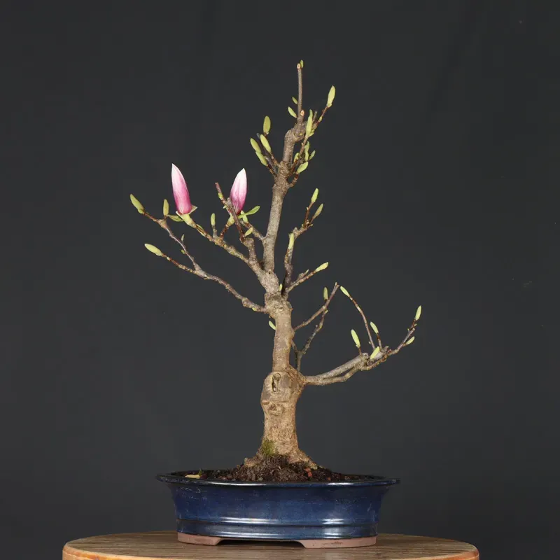 image supplémentaire - MAGNOLIA SOULANGEANA 2-6