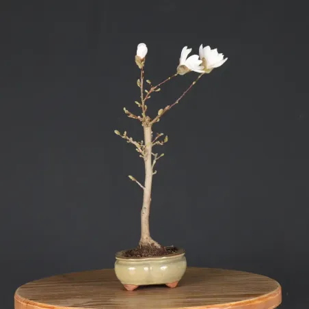 image supplémentaire - MAGNOLIA STELLATA 3-5