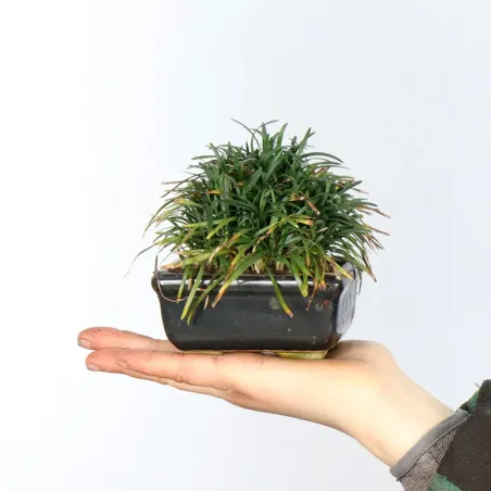 OPHIOPOGON N6