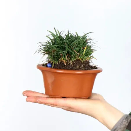 OPHIOPOGON N7