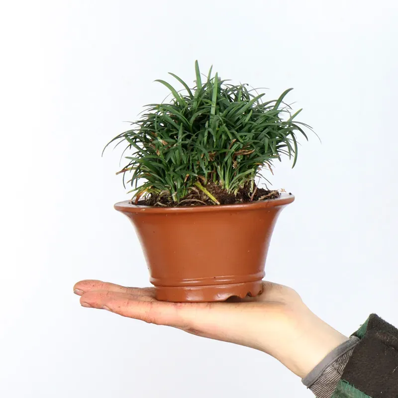 OPHIOPOGON N8