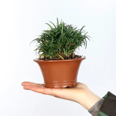 OPHIOPOGON N8