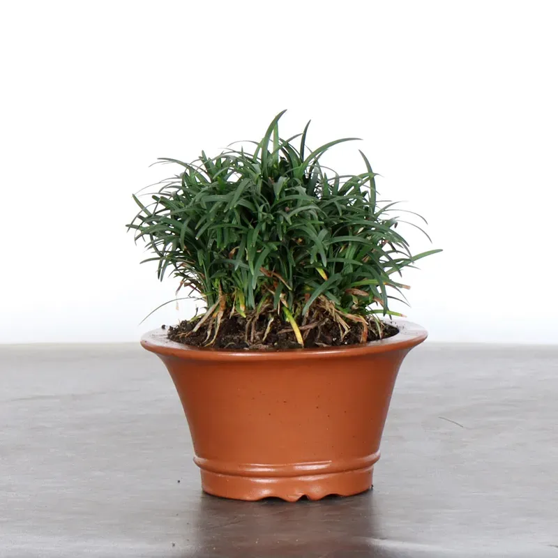 image supplémentaire - OPHIOPOGON N8