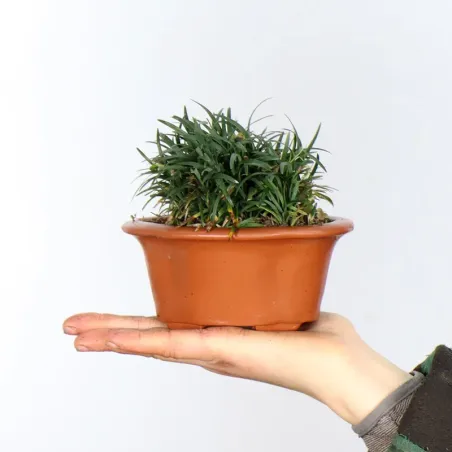 OPHIOPOGON N9