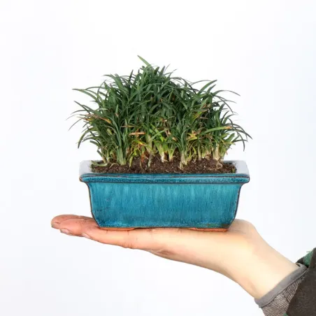 OPHIOPOGON N10