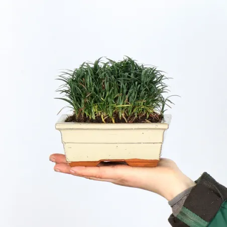 OPHIOPOGON N11
