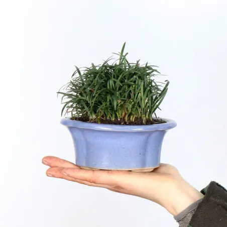 OPHIOPOGON N12