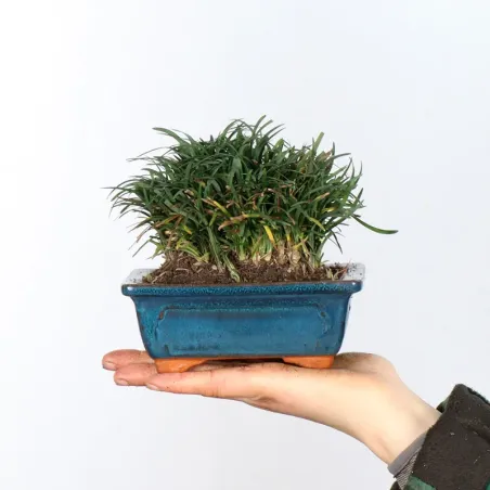 OPHIOPOGON N13