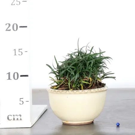image supplémentaire - OPHIOPOGON N14