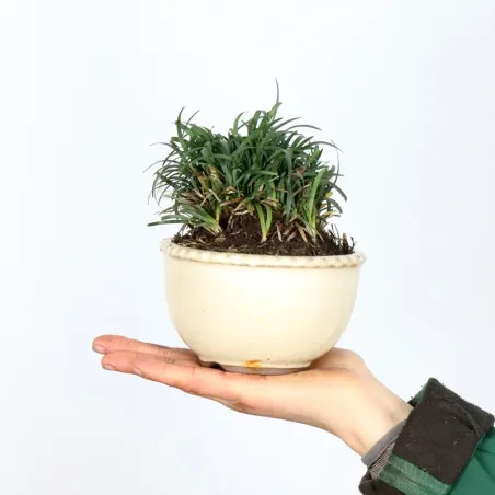 OPHIOPOGON N14