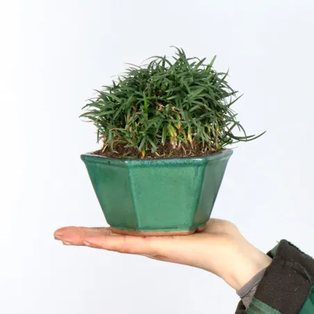 OPHIOPOGON N15