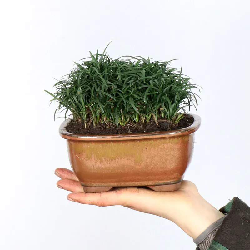 OPHIOPOGON N16