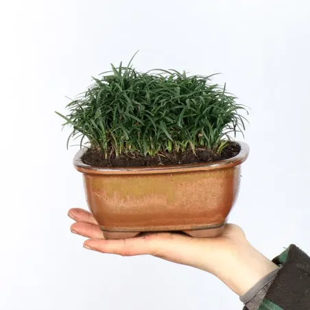 OPHIOPOGON N16