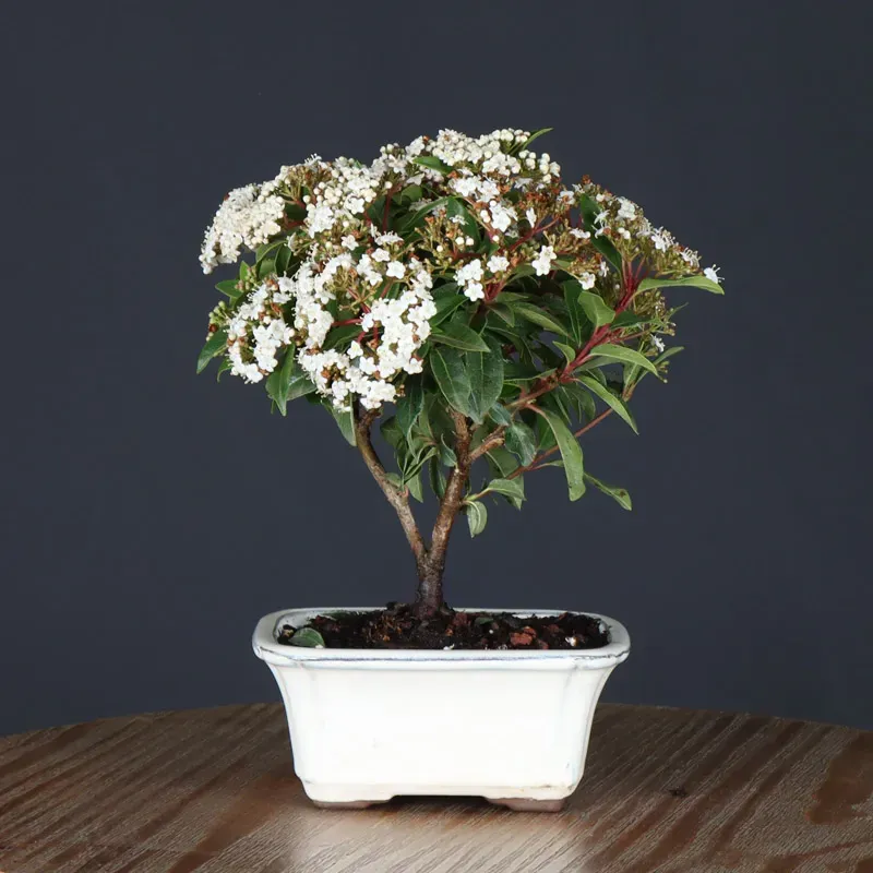 image supplémentaire - LAURIER TIN "VIBURNUM...
