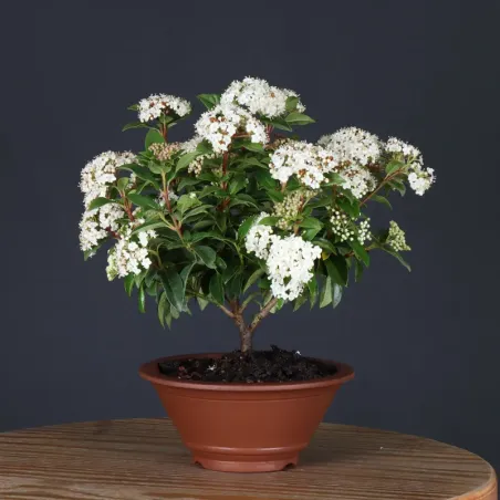 LAURIER TIN "VIBURNUM TINUS" 1-6