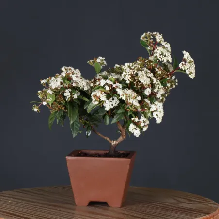 LAURIER TIN "VIBURNUM TINUS" 1-7