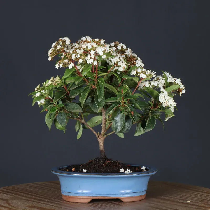 LAURIER TIN "VIBURNUM TINUS" 2-1