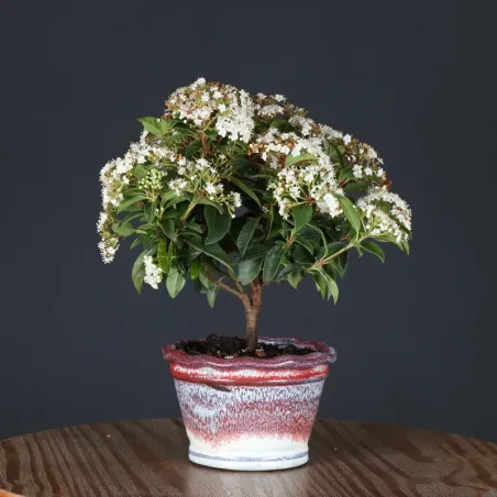LAURIER TIN "VIBURNUM TINUS" 2-4