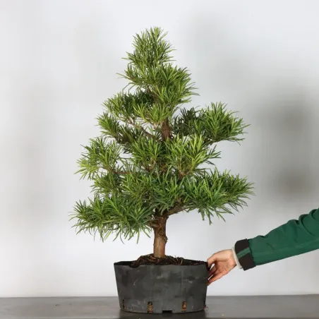 image supplémentaire - PIN DE BOUDDHA "PODOCARPUS"...