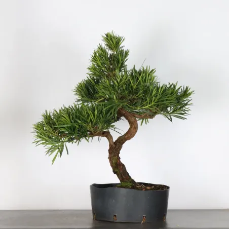 PIN DE BOUDDHA "PODOCARPUS" 2-6