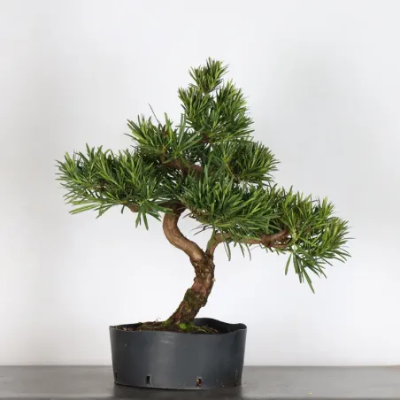 image supplémentaire - BUDDHA PINE "PODOCARPUS" 2-6