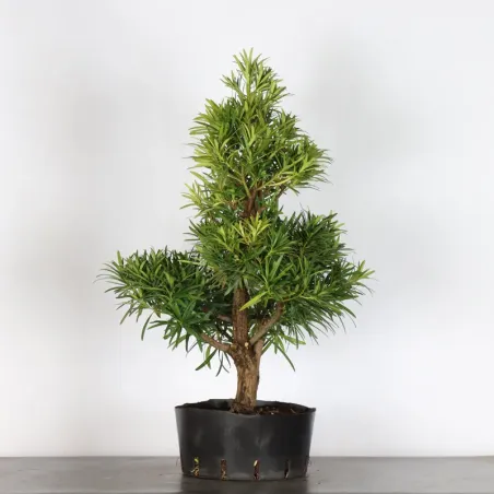 PIN DE BOUDDHA JARDIN "PODOCARPUS" 3-1