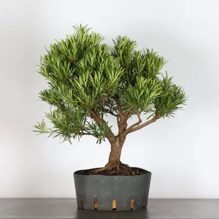 image supplémentaire - PIN DE BOUDDHA "PODOCARPUS"...
