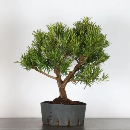 PIN DE BOUDDHA "PODOCARPUS" 3-4
