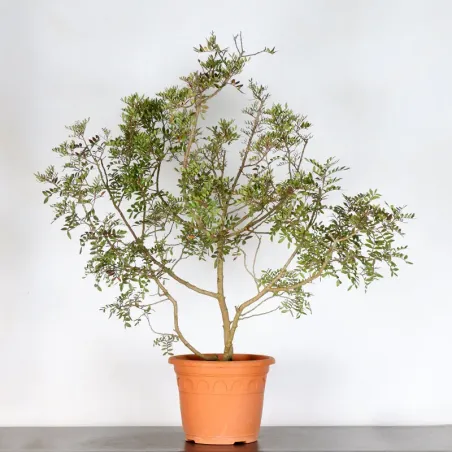 ARBRE DE JARDIN PISTACHIER LENTISQUE "PISTACIA LENTISCUS" 1-1
