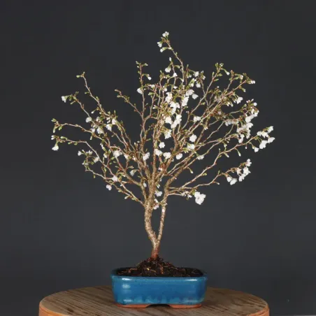 Bonsai Prunus Kojo No Mai