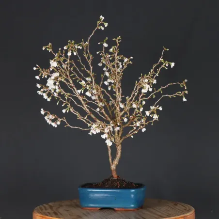 image supplémentaire - CERISIER DU JAPON "PRUNUS...